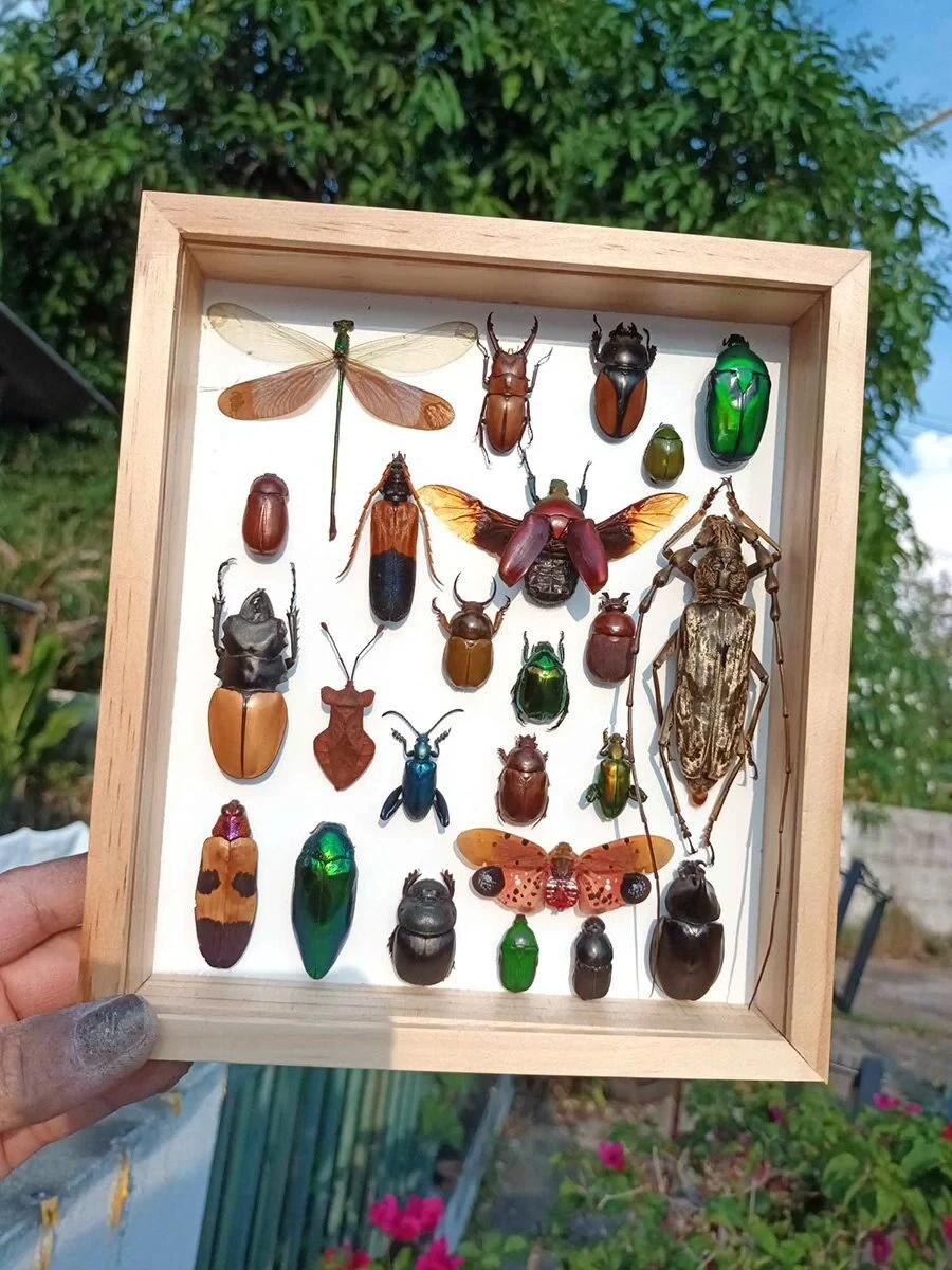 Mix Real Beetle Insect Bug Taxidermy Entomology Display Wood Box Case Framed